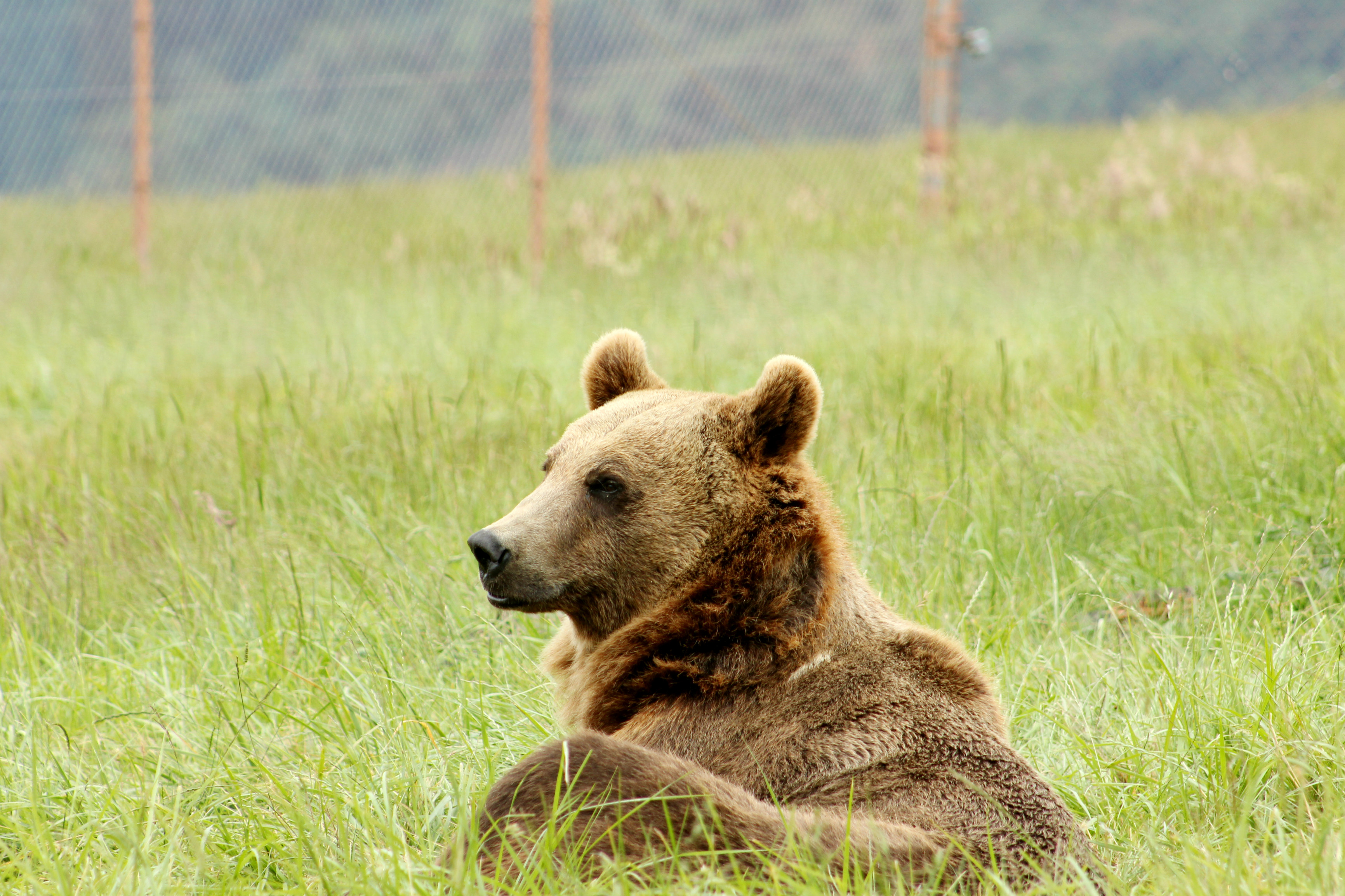 wildlife safari washington