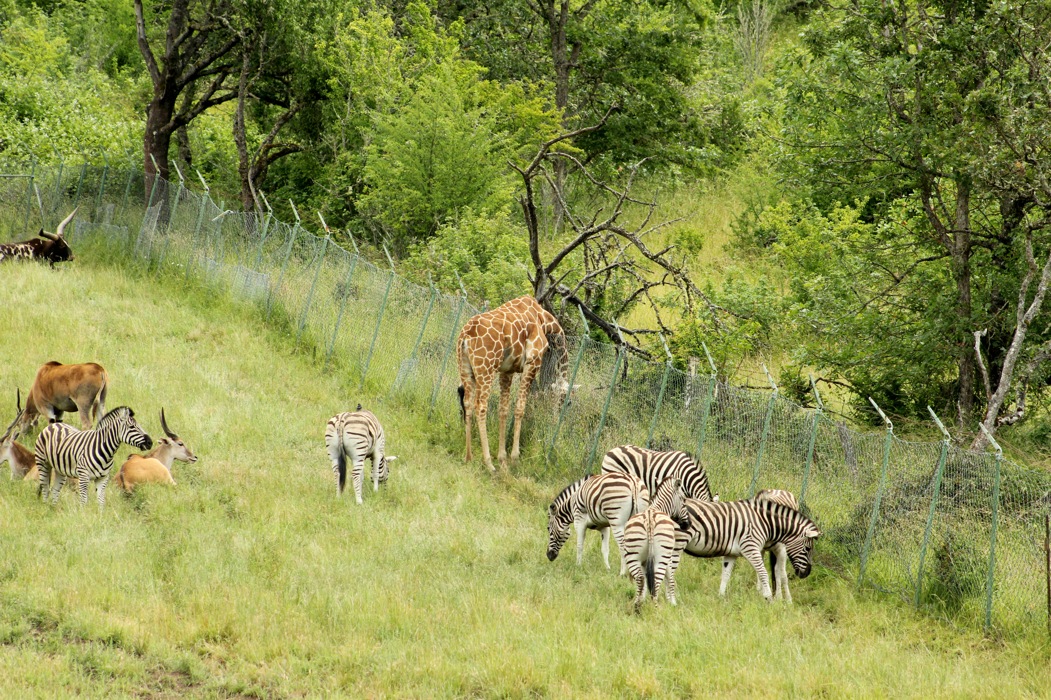 african safari oregon