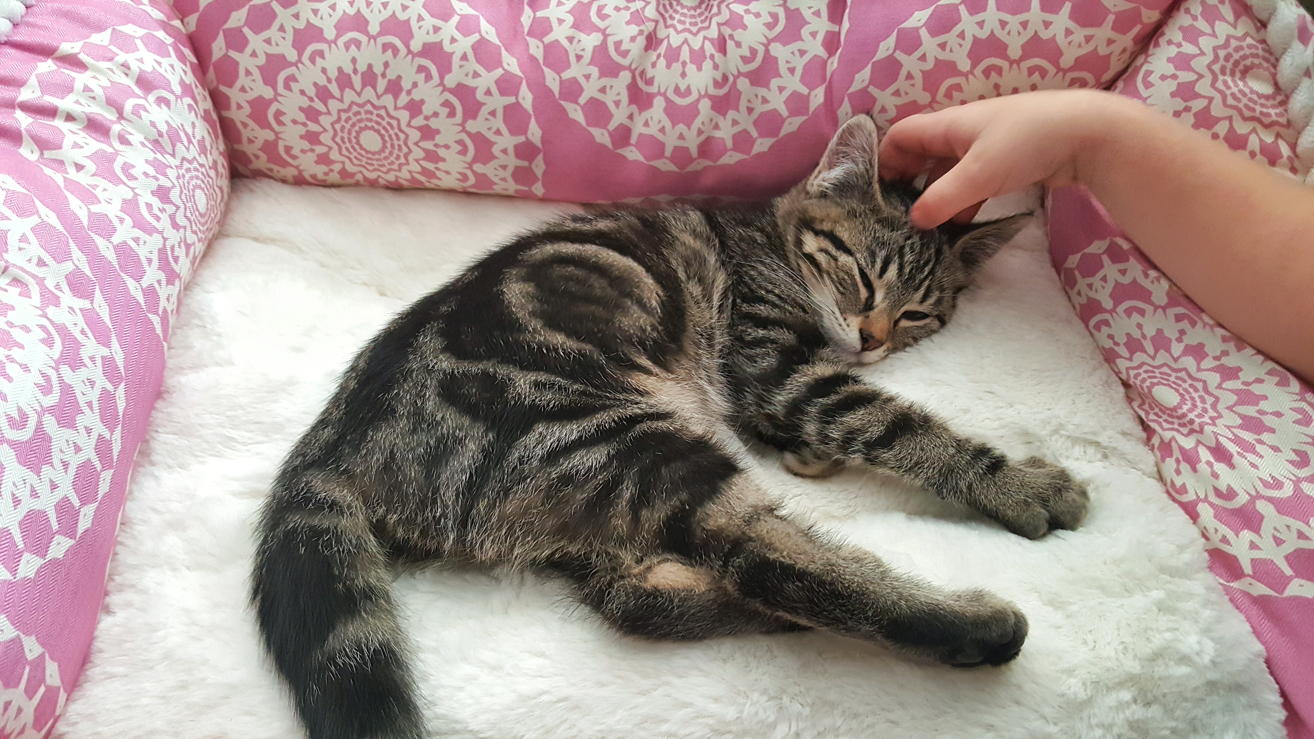 cat litter box while pregnant