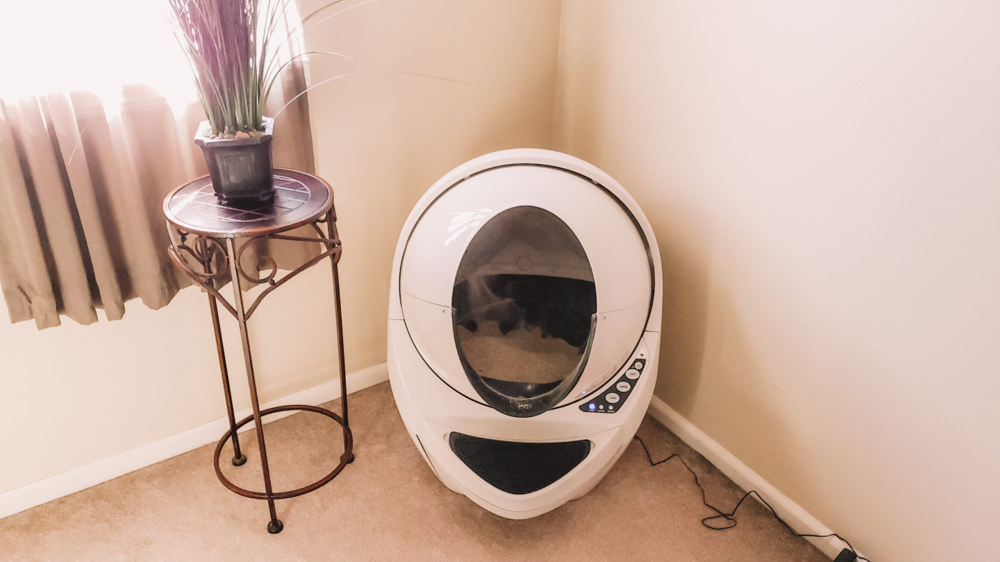 Managing the Litter Box While Pregnant