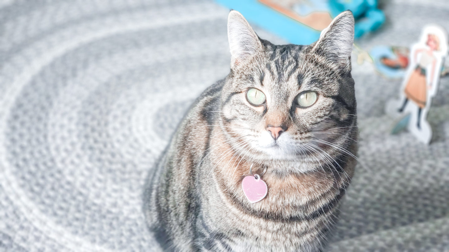 Kill Fleas on Your Pet With These 2 Natural Products